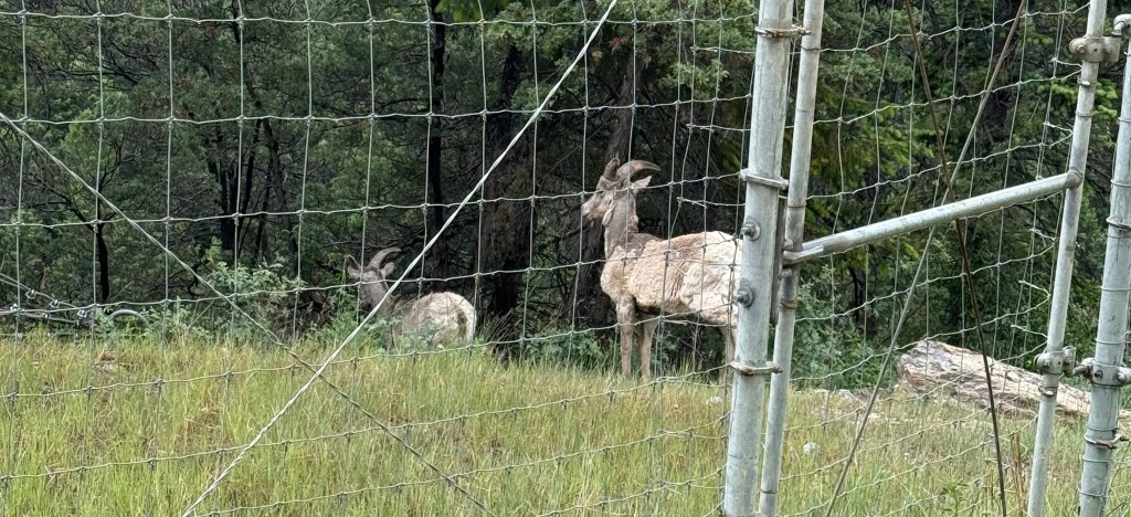 A couple of Long horned Sheep who aren't too sure if they should be shedding their winter coats.